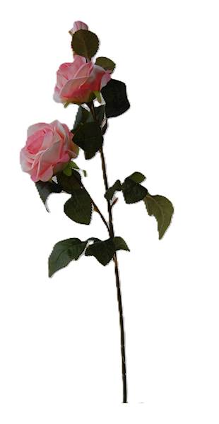 Róża na gałązce, DG6