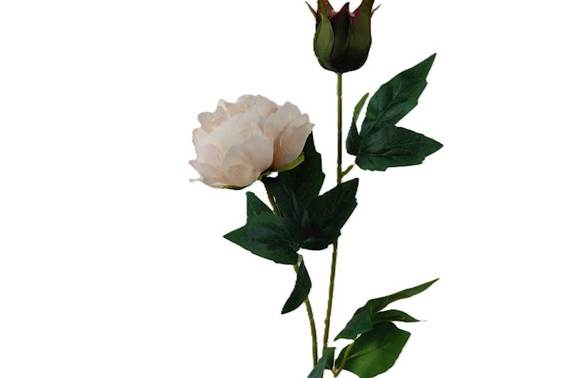 Peonia na łodydze, DG7