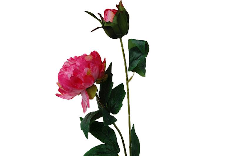 Peonia na łodydze, DG7