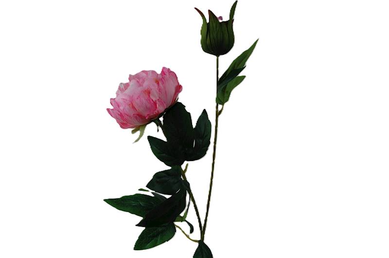 Peonia na łodydze, DG7