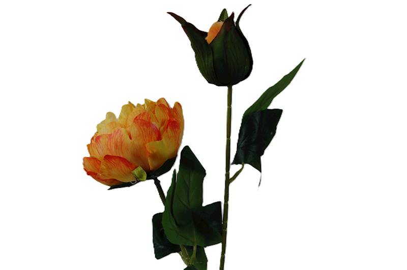 Peonia na łodydze, DG7