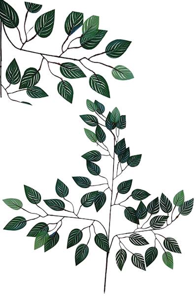 Fikus - gałąź, QL23