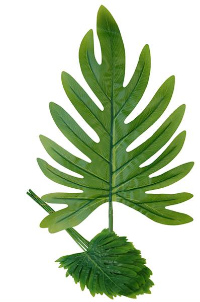 Liść Monstery, DGL1