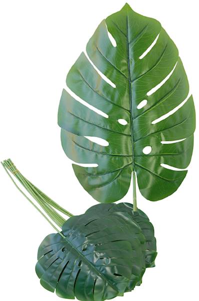 Liść monstery, DGL2