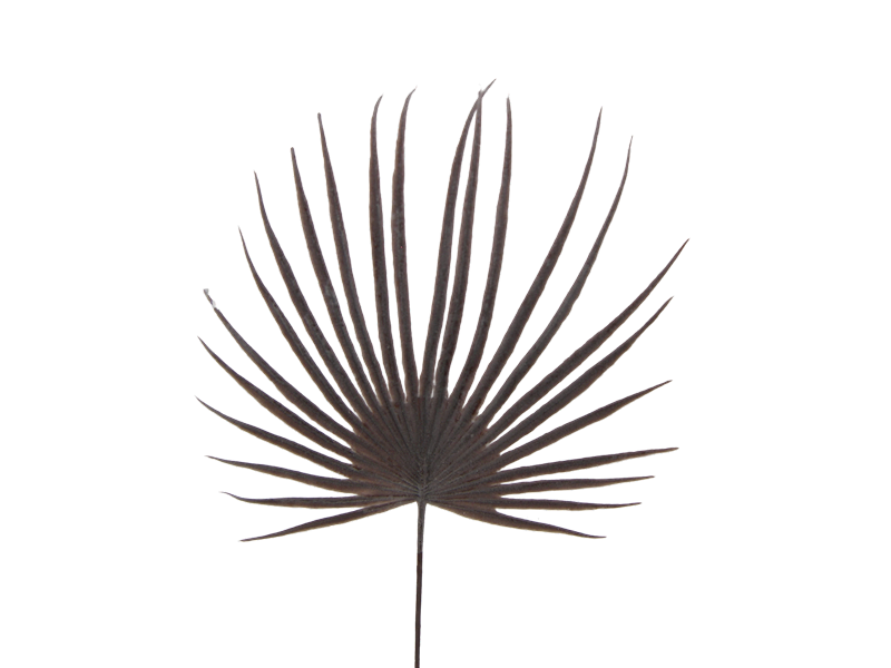 Liść palmy FL MIX, C447