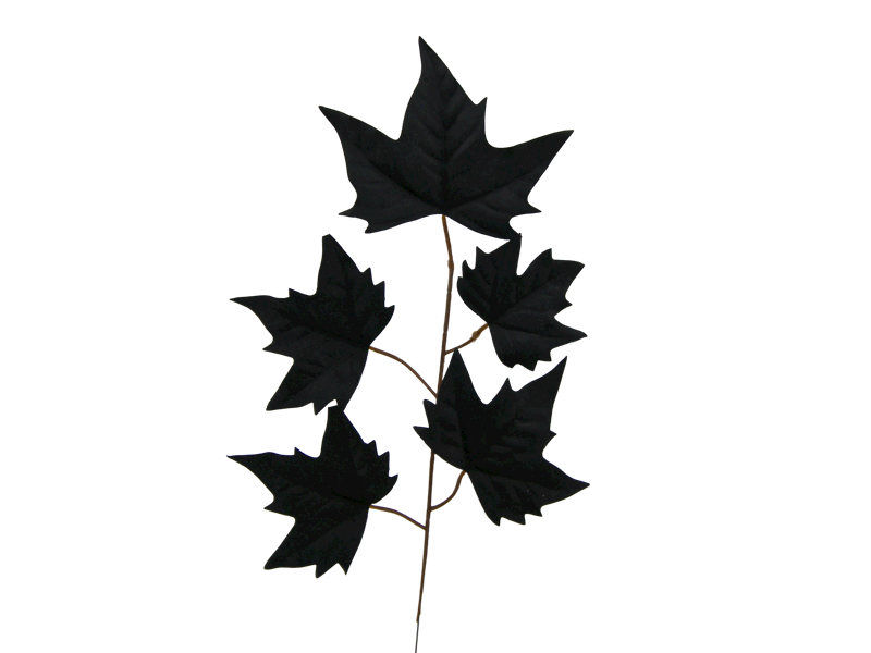 Liść Klon x5, C175