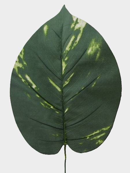 Liść omszały, W012D