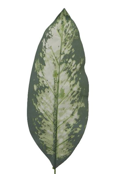 Liść omszały, W013D