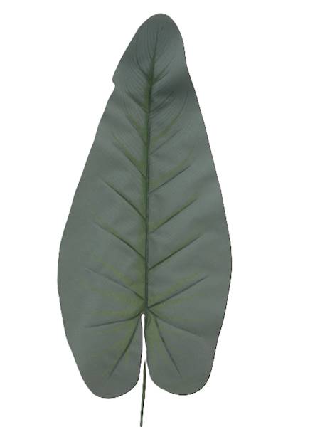 Liść omszały, W015D