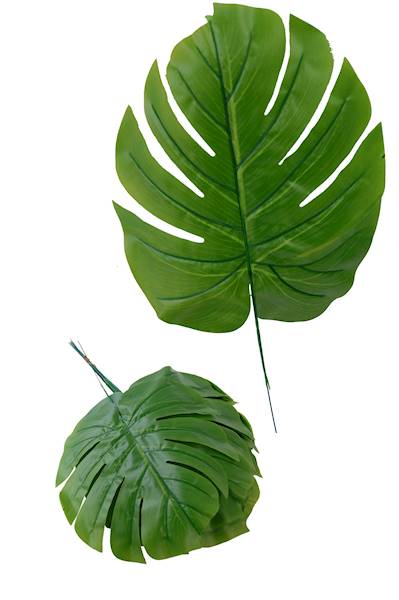 Liść monstery, W05462L