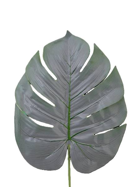 Liść monstery, W0546S11