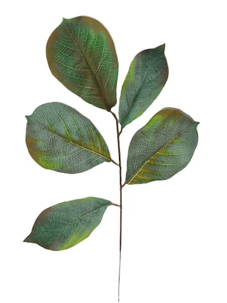 Liść laurowy, W1032AD