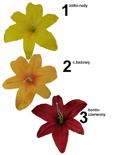 Lilia wyrobowa, W116034