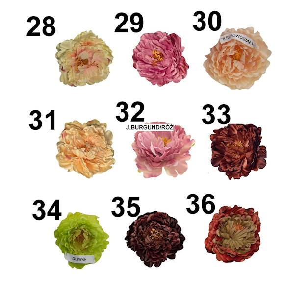 Peonia wyrobowa, W233998