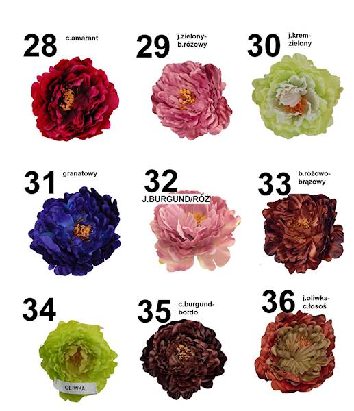 Peonia wyrobowa, W233998