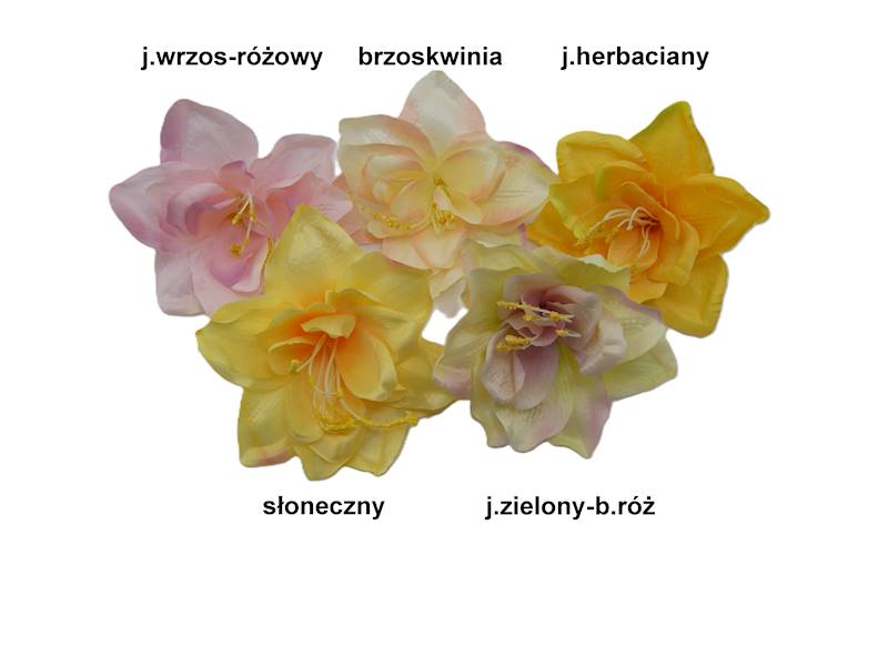 Hiperastrum, W22365A