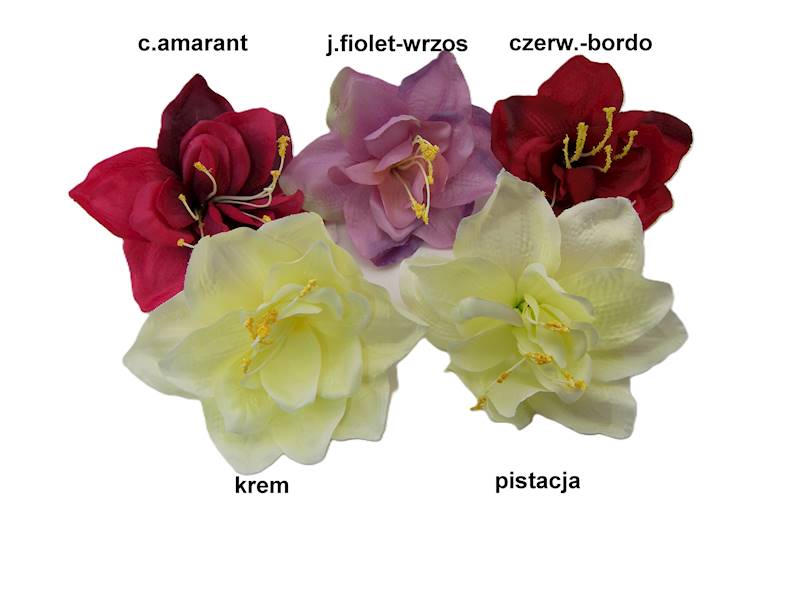 Hiperastrum, W22365A