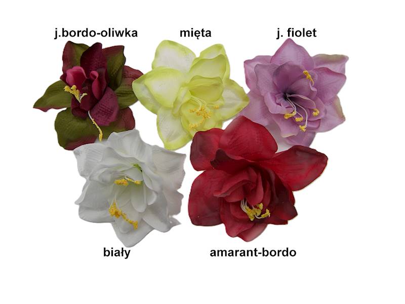 Hiperastrum, W22365A