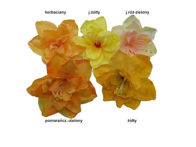 Hiperastrum, W22365A