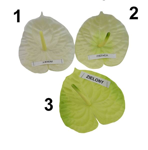 Anturium satynowe, W233636H