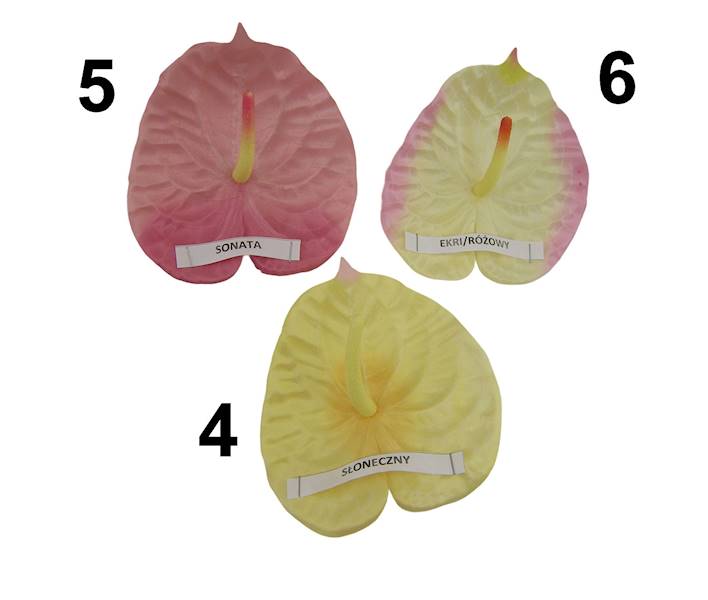 Anturium satynowe, W233636H