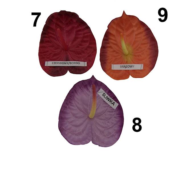 Anturium satynowe, W233636H