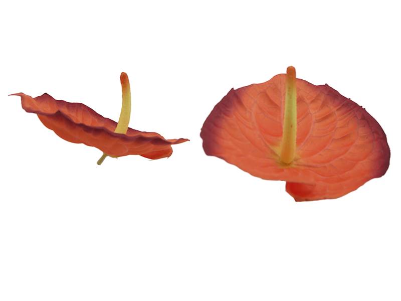 Anturium satynowe, W233636H