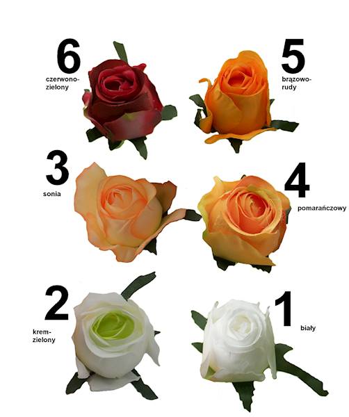 Róża satynowa, W1160140