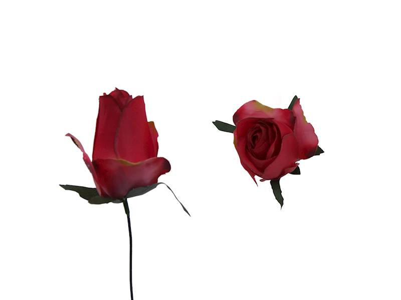 Róża satynowa, W1160140