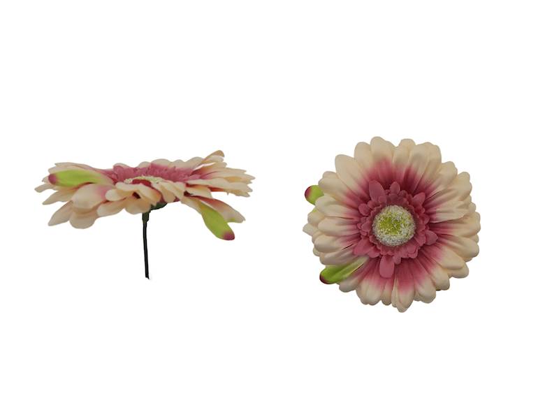 Gerbera satynowa, W233668