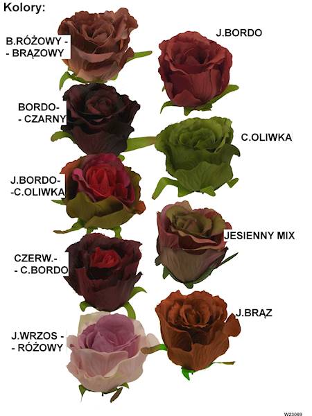 Róża laleczka, W23069