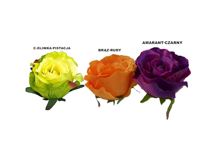 Róża laleczka, W23069