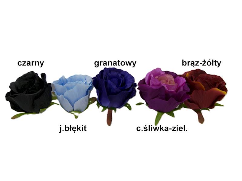 Róża laleczka, W23069