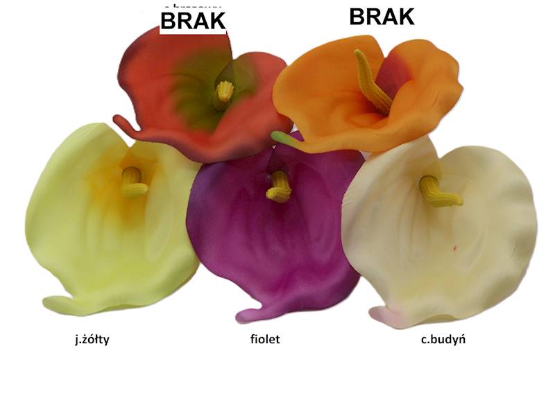 Kalla satynowa, WC248A