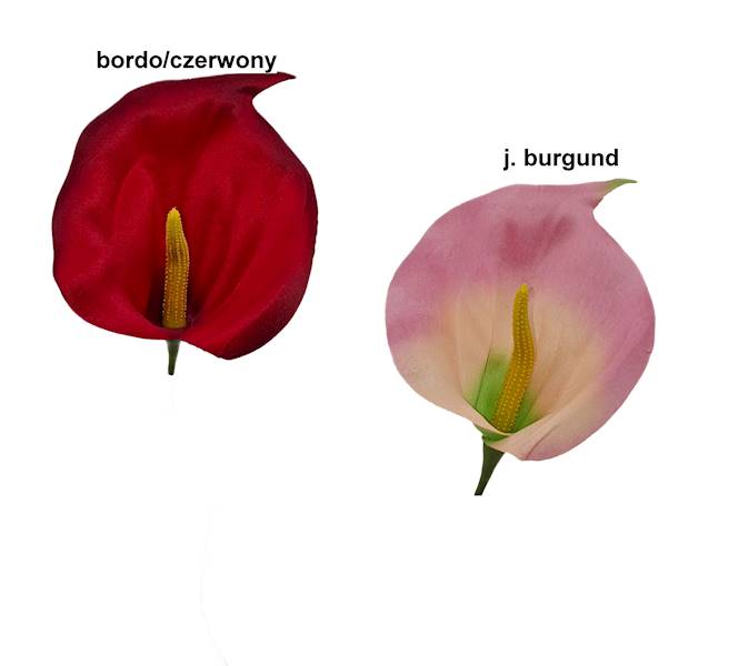 Kalla satynowa, WC248A