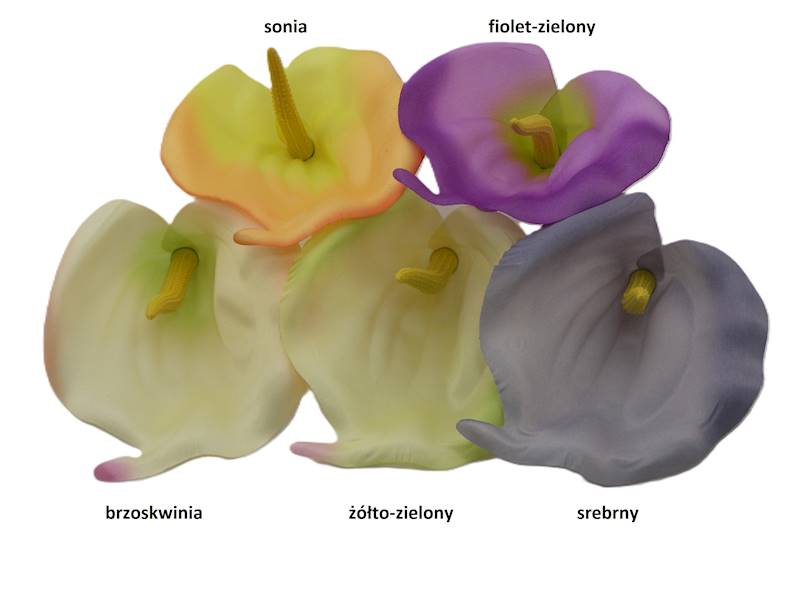 Kalla satynowa, WC248A