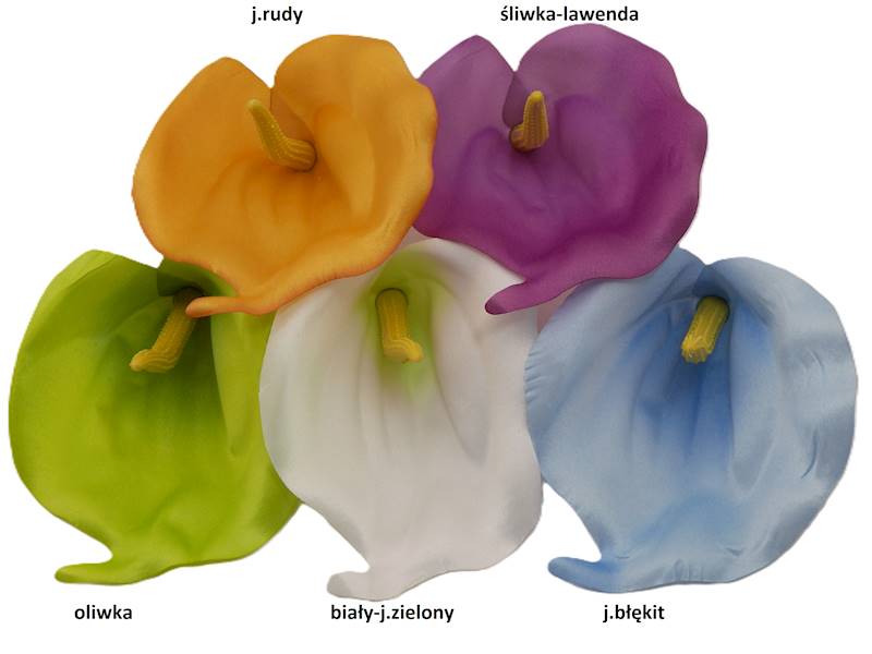 Kalla satynowa, WC248A