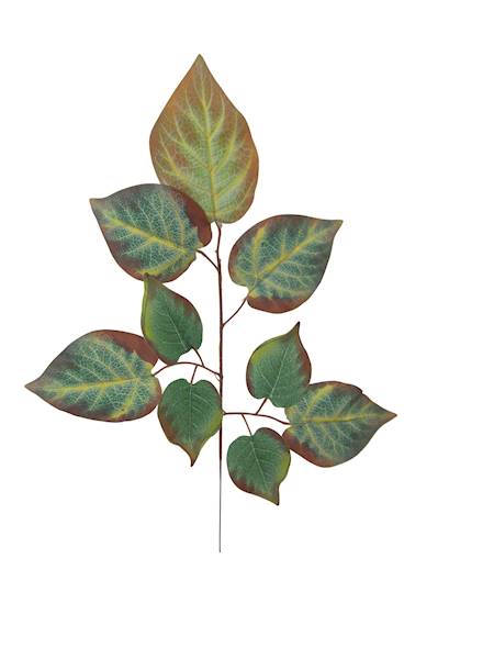 Liść pojedyńczy, W1014AD