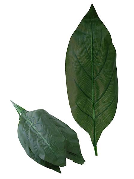 Liść kordylina, W234306