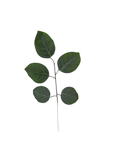 Liść pojedynczy, W6114