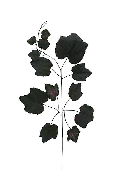 Liść pojedyńczy, W6120