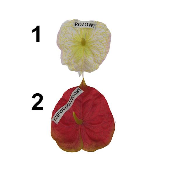 Anturium wyrobowe, WA014