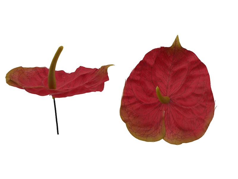 Anturium wyrobowe, WA014