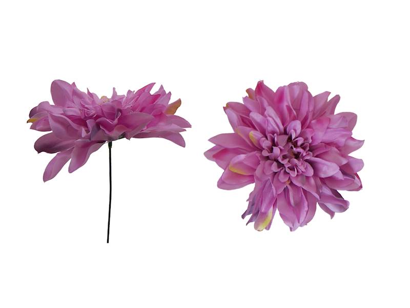 Dalia WAA008