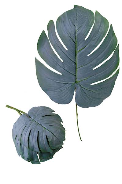 Liść monstery, W0546S13