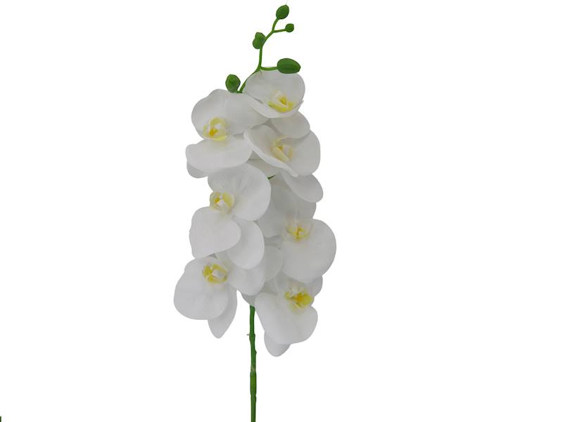 Gałązka storczyka, WC007