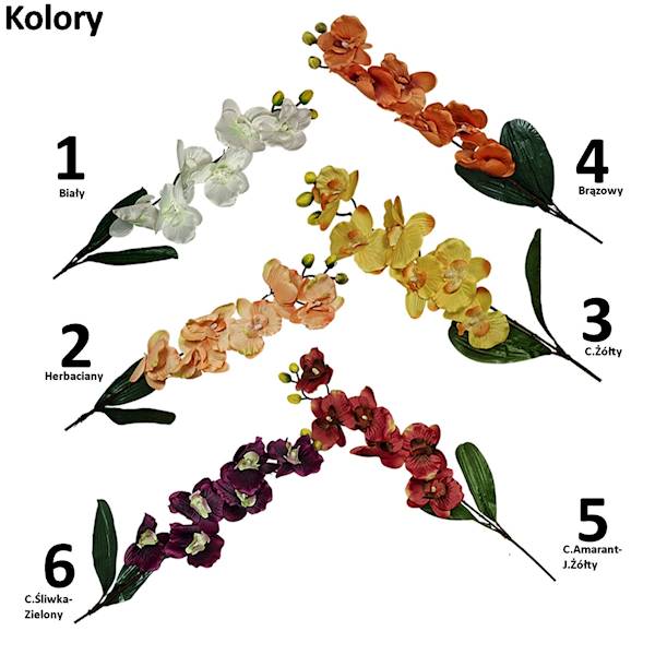 Storczyk gałązka, WHC024