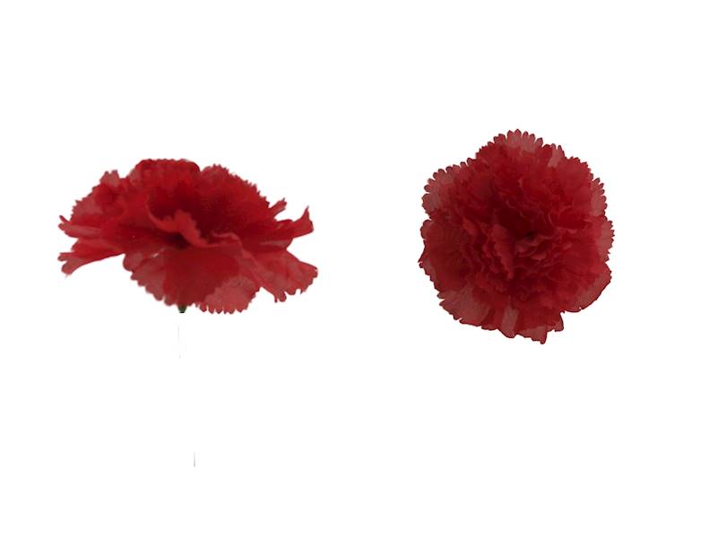 Goździk wyrobowy, WAA001