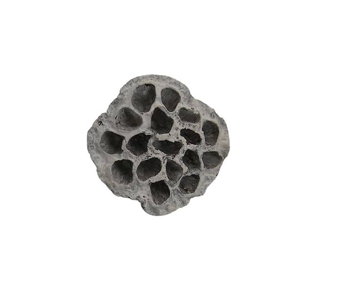 Lotos 8-10 cm BIAŁY przecierany 12szt/op., JEN3376