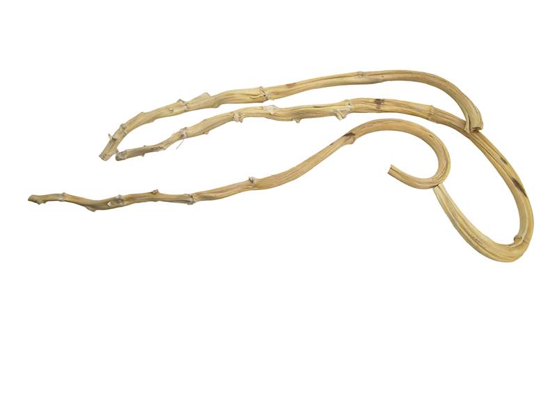 Laska bananowa biała 80-90cm, JEN3448